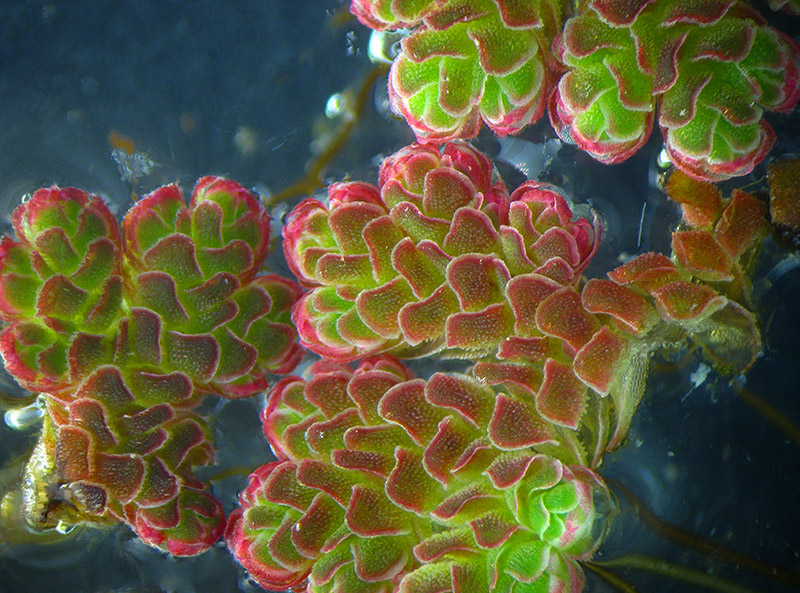 Azolla, forse caroliniana